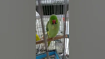 از ملنگو منم مؤدب تره Lovebird Bird Parrot 