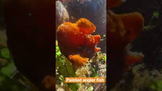 Painted Angler Fish Also Known As Frog Fish
