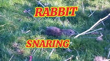 Beginners Guide To Rabbit Snaring
