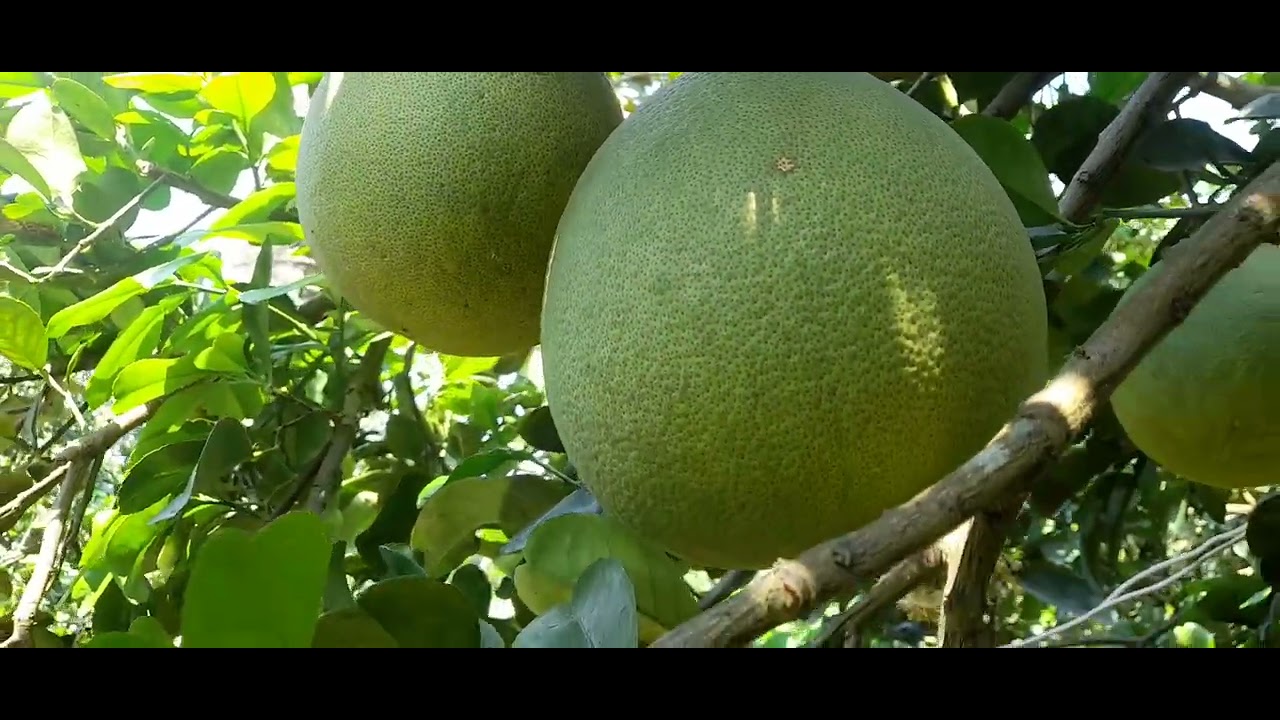 Bán  Bưởi da xanh  tết  tại  vườn  Tiền Giang 