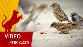 Movie for Cats - Feast of Sparrows (Video for Cats to watch)