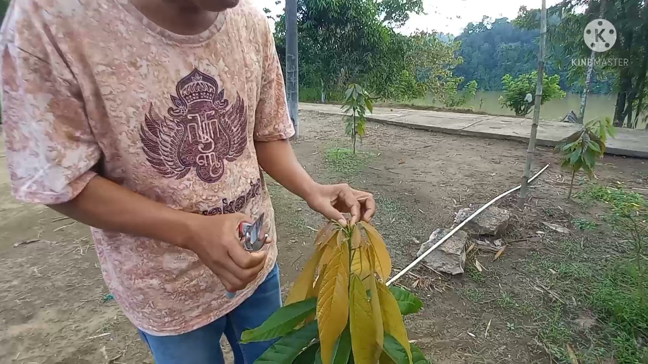 Ternyata ini rahasianya kenapa pertumbuhan tanaman kakao sangat bagus