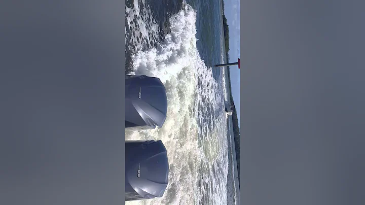 Dolphins ..camera.  camera dolphin camera