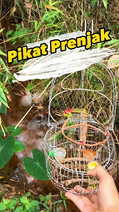 Pikat Prenjak bisa segreget ini 😁 #pikatburung #pikatprenjak #prenjak