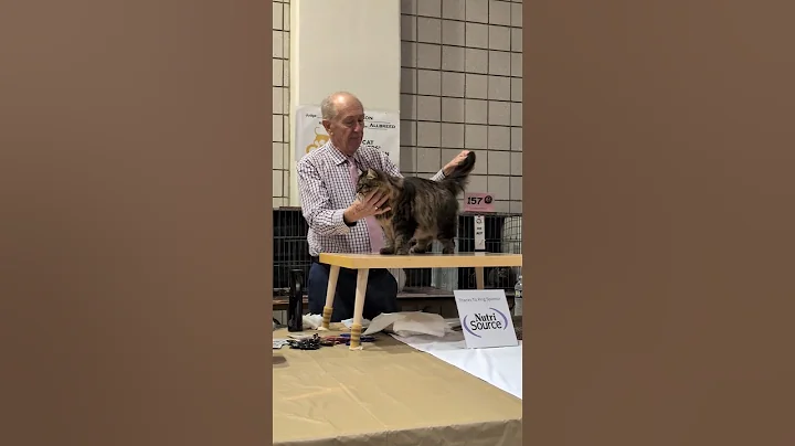 Video 11704341: siberian cat, cfa, cat enjoying, cat old