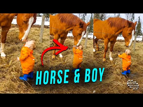A Horse and a Precious Boy Kissing Each Other