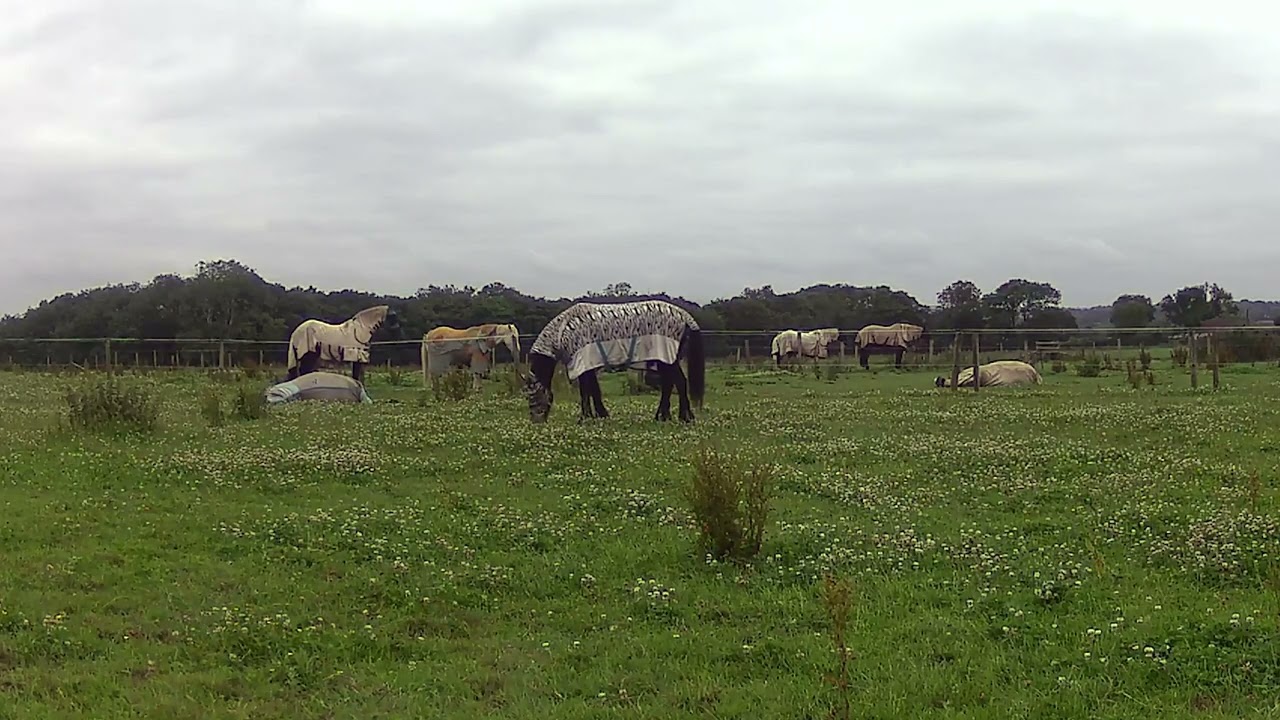 Friesian Horses Relaxing in the Herd  Calm Daylight Moments