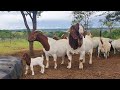 Boer Goats Pieter Smith South África