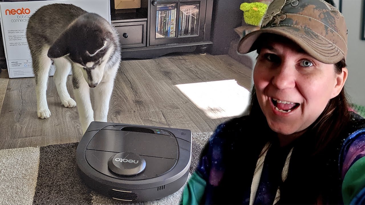 Husky Puppy Meets Robot Vacuum YouTube