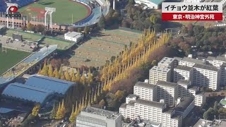 【速報】イチョウ並木が紅葉 東京・明治神宮外苑