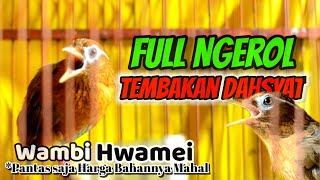 Wambi Hwamei Gacor Full Ngerol Nembak Bagus Untuk Pancingan Dan Masteran Burung Kicau Fighter