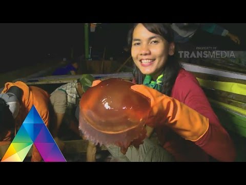 Video: Tasik Jellyfish Di Palau Dibuka Lagi