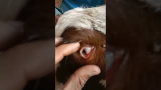 Peste des Petitis(PPR) in goat/منھن ساڑی /Treatment of PPR/Vaccination/Symptoms/ Diagnosis