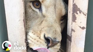 10 leones son rescatados y sienten la grama por primera vez | El Dodo