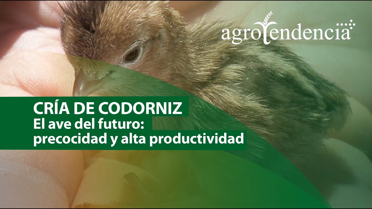 Cría de CODORNIZ | Especie Coturnix coturnix japonica la más utilizada para su producción