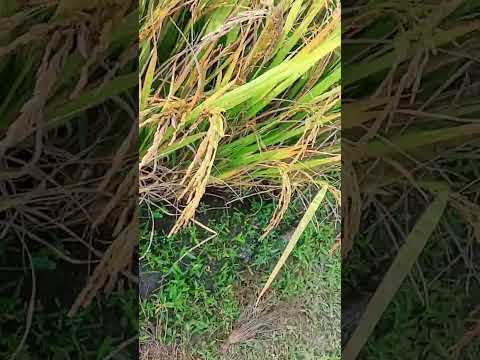 paka amon dhan er sundorjo