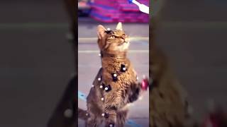 Cat Mocap