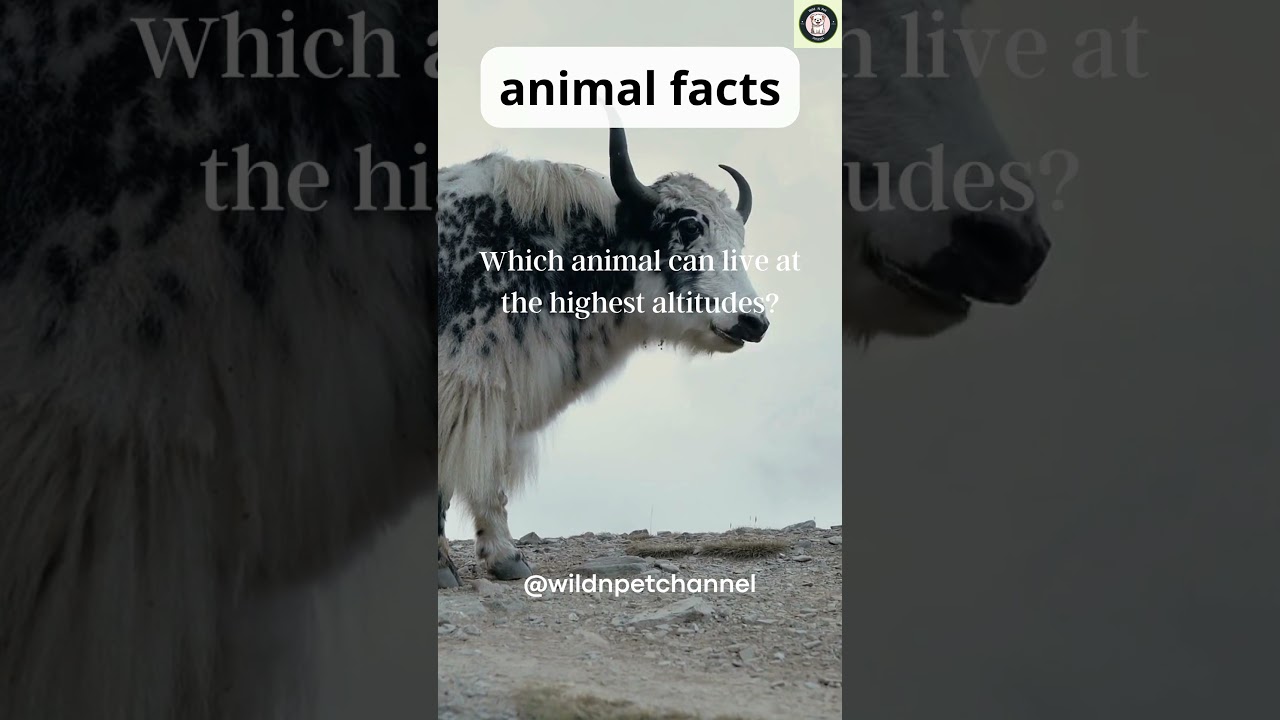 Animal Living at the Highest Altitudes! 2024 ||  
