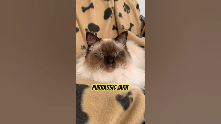 Video 10074091: cat funnycats, funnycats fluffy