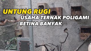 UNTUNG DAN RUGINYA TERNAK POLIGAMI MURNI BANYAK BETINA