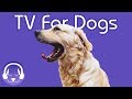Entertaining TV & Music for Dogs! 15 Hours of Birds & Ducks! (2019)