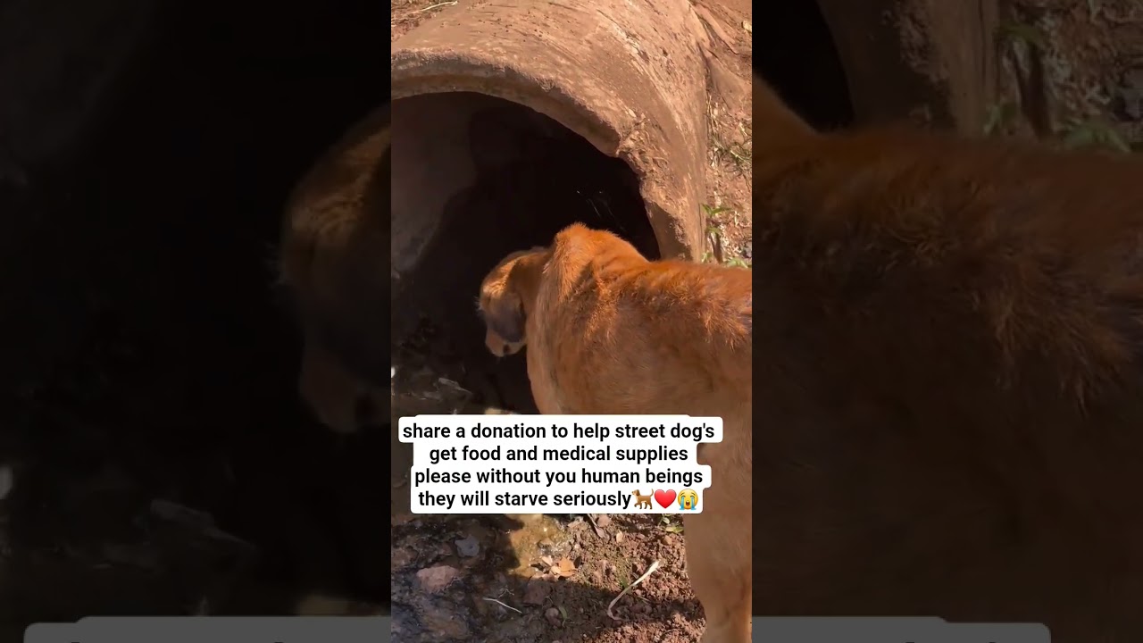you laterally share my video to help these poor street dog get food and medicine 