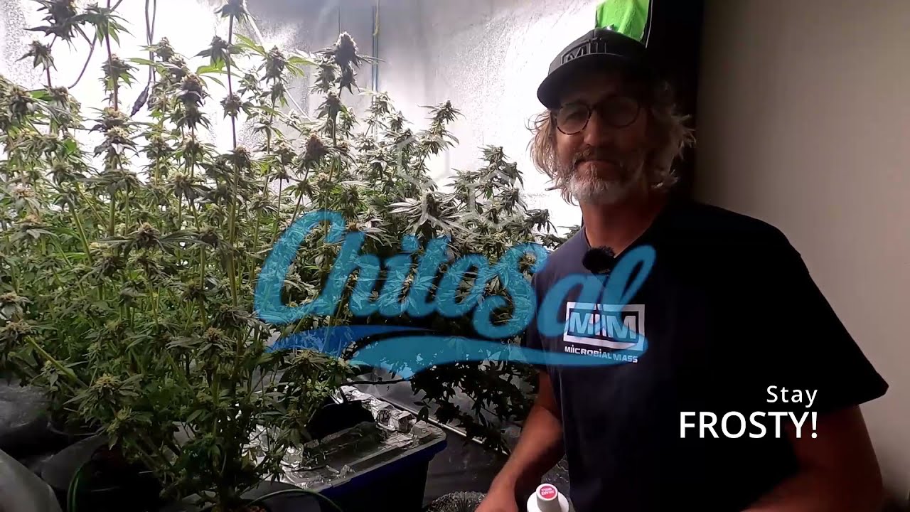 Let's talk about DWC and ChitoSal