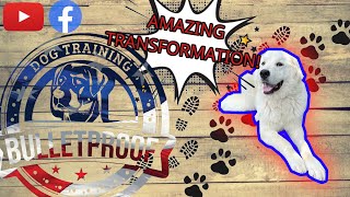 Amazing Transformation | 'Keani' | Great Pyrenees | #bulletproofdogtraining