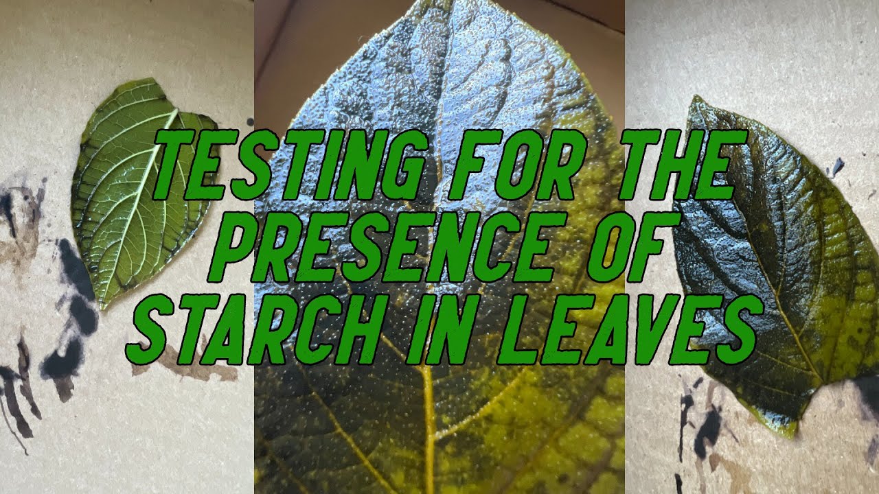 Testing for the presence of starch in leaves using iodine solution