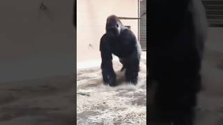 Rehearsals are getting wild.  New Single “THE VENOM” OUT NOW!  🦍 #thevenom #funny #funnyvideo