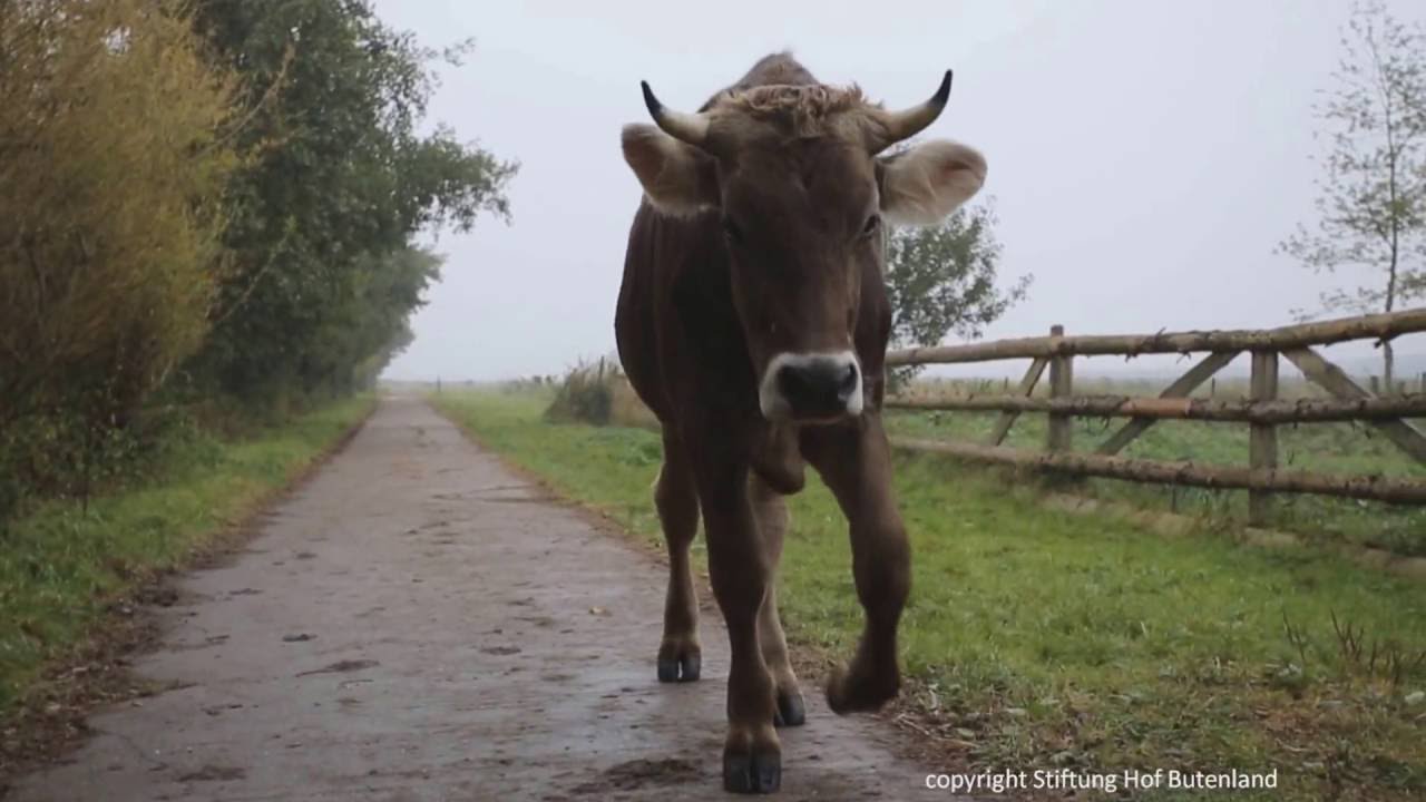 Unkuhles Mistwetter, wir gehen dann mal...