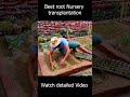 Beet root nursery transplantation and water application #gardening#kitchengardener #homegardening