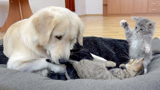 Golden Retriever's Reaction to Tiny Kittens Occupying his Bed!