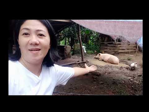 kunting pasilip sa aming buhay probinsya #viralvideo #viral #probinsya
