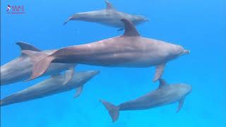 DANCING WITH DOLPHINS