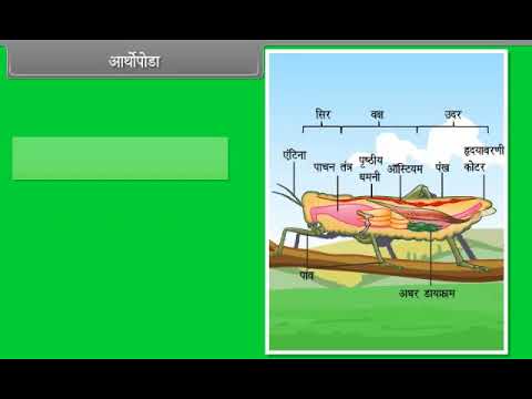 Animal Kingdom II (जानवरों का साम्राज्य) by Sanjesh sir