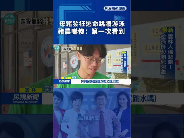 母豬發狂逃命跳牆游泳　豬農嚇傻：第一次看到｜民視新聞｜