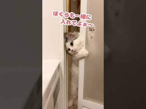 お風呂に一緒に入りたがるごっこをする猫【おしゃべりする猫】 #Shorts