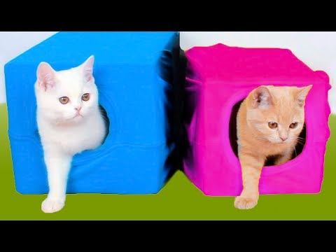 Vidéo: Comment Faire Une Maison Pour Un Chat