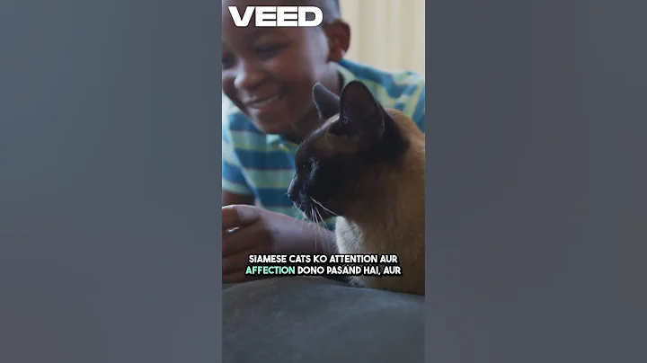 Video 10595451: persiancat siamesecat mainecoon ragdollcat, britishshorthair ragdollcat persiancat, mainecoon catlover ragdollcat, mainecoon sphynxcat, catlover cutecat sphynxcat, royal siamese, siamese cat