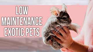 41 Low Maintenance EXOTIC Pets That Everyone Can Own!