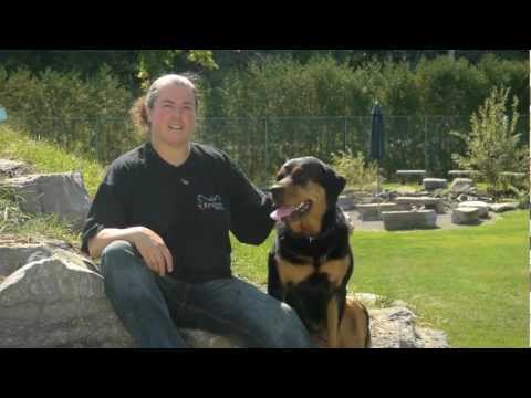 Overview of Keshet Kennels/Rescue