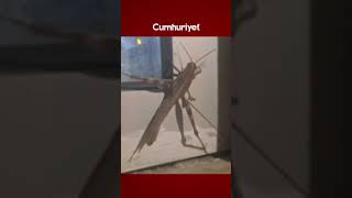 Gören Bir Daha Baktı, Boyutu Şaşkınlık Oluşturdu: Diyarbakırda 25 Santimetre Uzunluğunda Çekirge