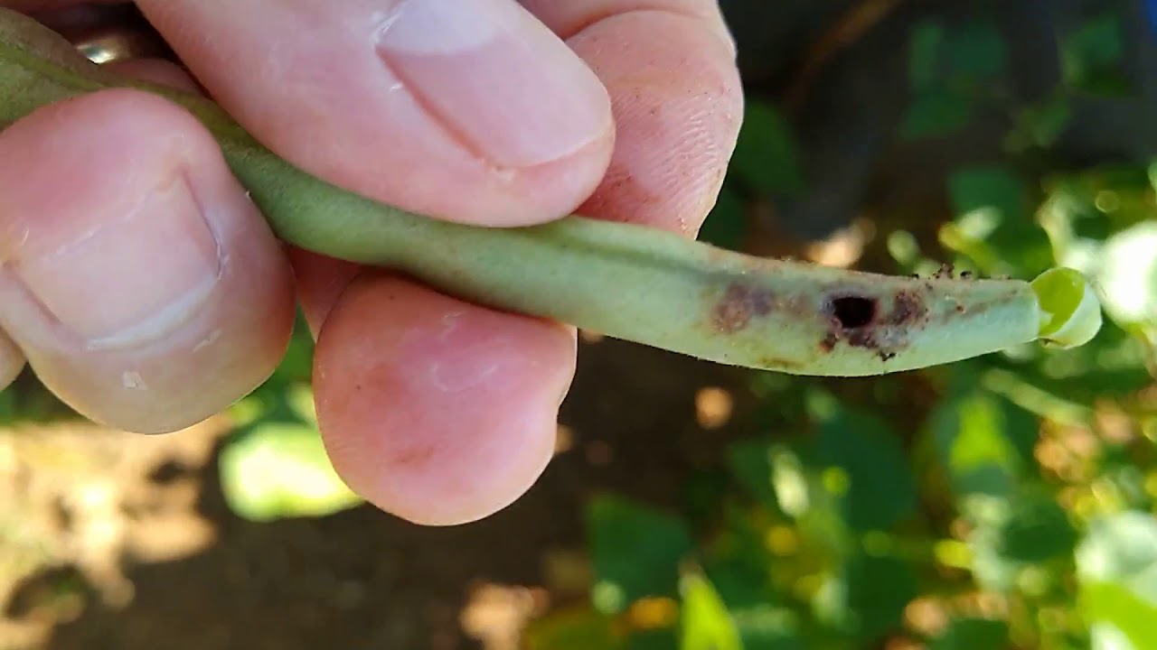 Percevejo Lagarta vagem Feijão