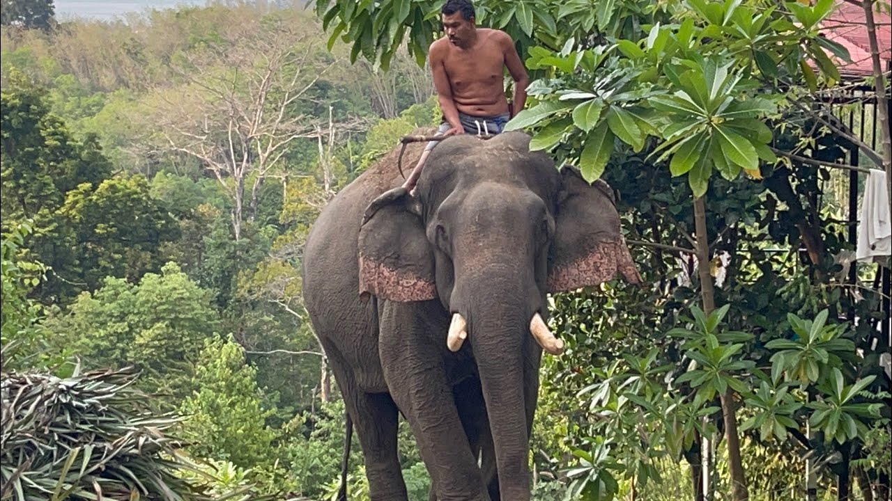 ยามเย็นของ พ่อพลายราเชน ทีมงานช้างให้ไทยแลนด์ มหาชน อยู่ในช่วงแต่งหล่อ วิถีชีวิตช้างใต้ EP 1,414