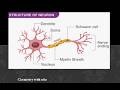 Structure of Neuron✨️ Nervous system