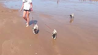 Pugs On The Beach