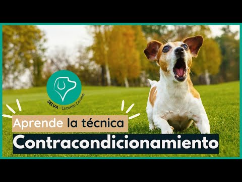 Video: Entendiendo el contracondicionamiento de perros