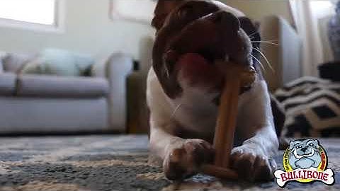 Nylon Dog Chew Toy- Bullibone Bacon XL Nylon Bone - 1 Bone | PuppySimply