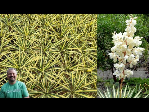 Video: Cold Hardy Yucca -lajikkeet: vinkkejä jukkien kasvattamiseen vyöhykkeellä 5